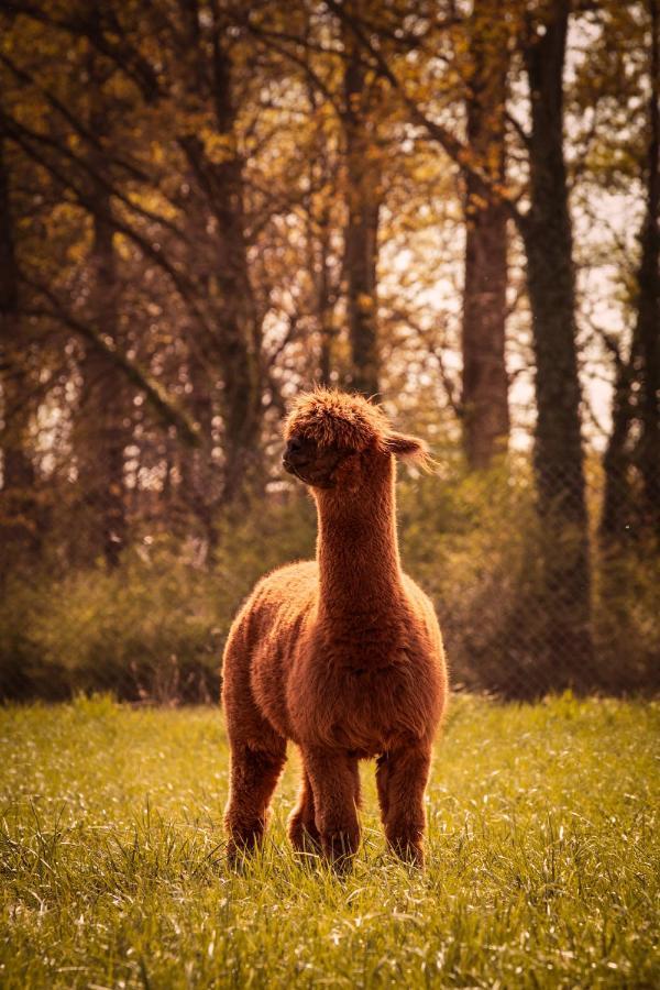 De Betze - Country Life Villa Geetbets Bagian luar foto